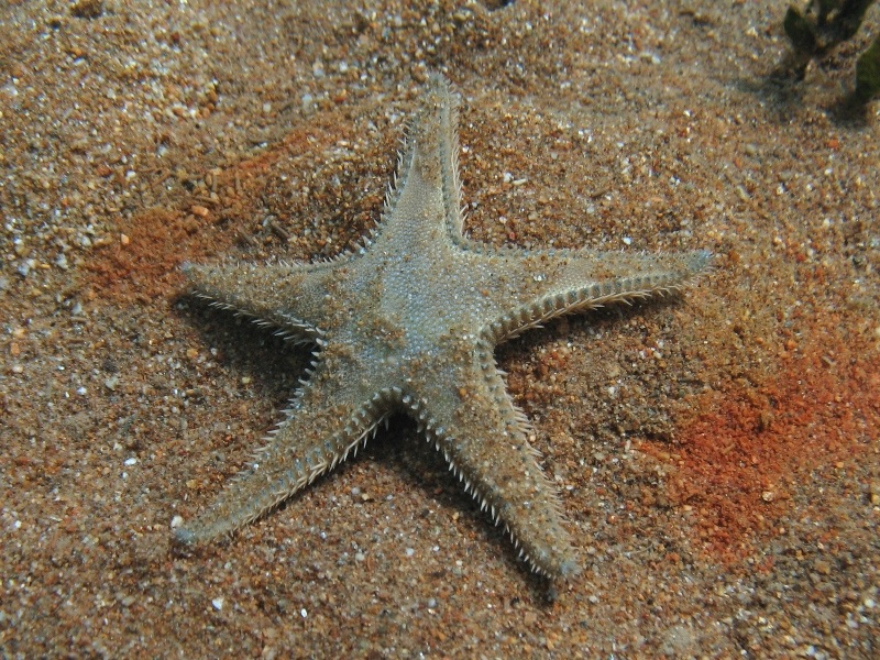 Astropecten platyacanthus (Philippi, 1837)